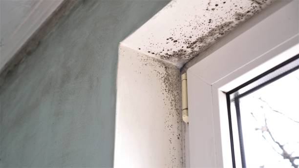 Mold Remediation for Rental Properties in Hemby Bridge, NC